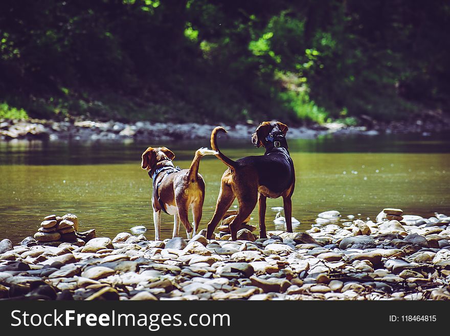 Two Adult Harrier Dogs Standing Beside River