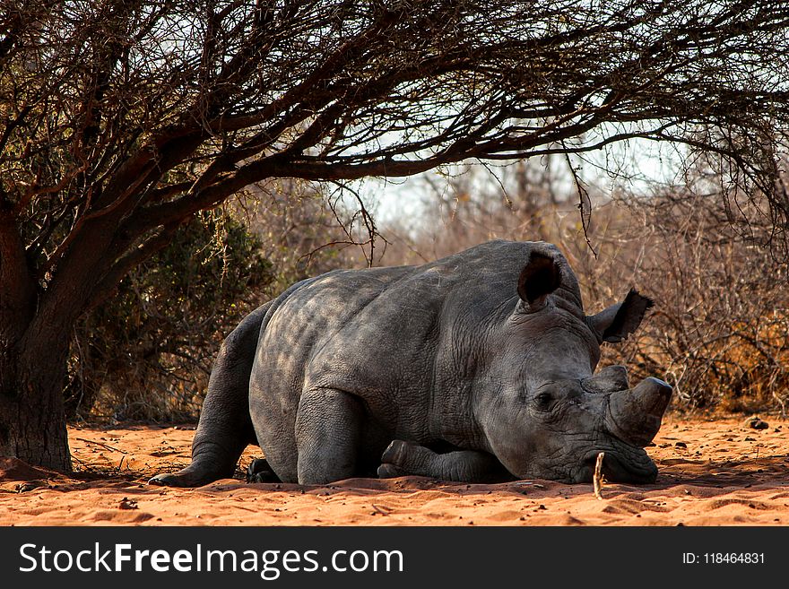 Rhino Lying on Ground Near Tree