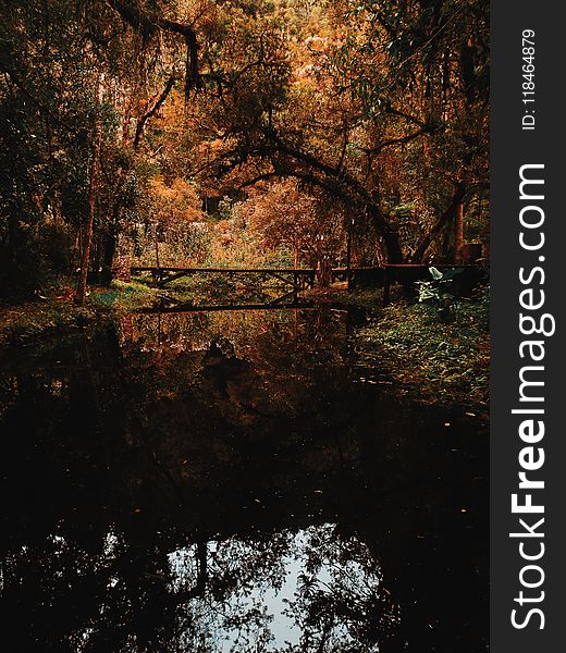 Brown Bridge Surrounded By Brown Leaf Trees Photo