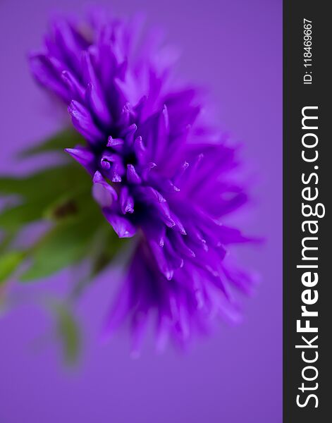 Close-up image of the flower Aster on purple background.