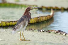Javan Pond Heron Bird Standing On The Big Lotus Leaf In Lake Or Pond. Stock Photos Javan Pond Heron Bird Standing On The Big Lotus Leaf In Lake Or Pond. Stock Photos