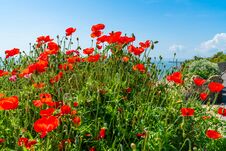 Red Poppies Against Blue Sky Stock Photos