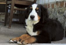 Cute Puppy Of Bernese Mountain Dog Lying Outdoors And Looking At Camera. Stock Photos
