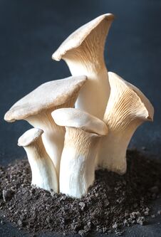 King Oyster Mushrooms Stock Photos