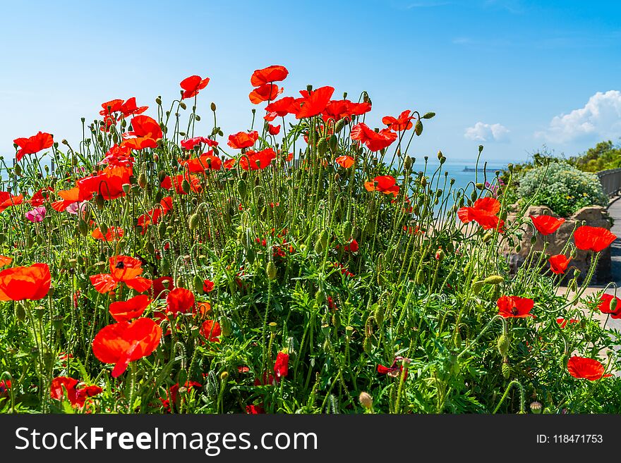 Red poppies against blue sky - selective focus