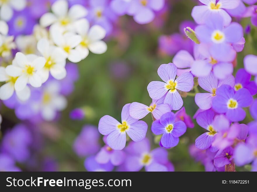 Background of small purple and white flowers. Shallow depth of field. Background of small purple and white flowers. Shallow depth of field