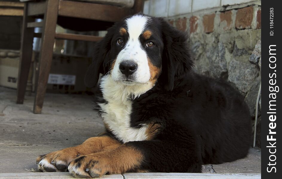 Cute Puppy Of Bernese Mountain Dog Lying Outdoors And Looking At Camera. Berner Sennenhund Outdoors. Cute Puppy.