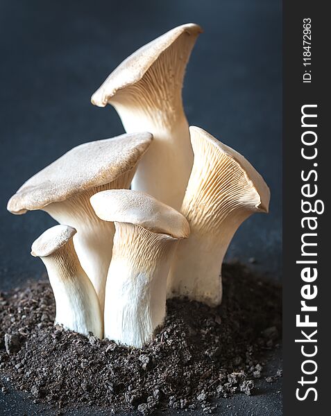 King oyster mushrooms on the wooden background