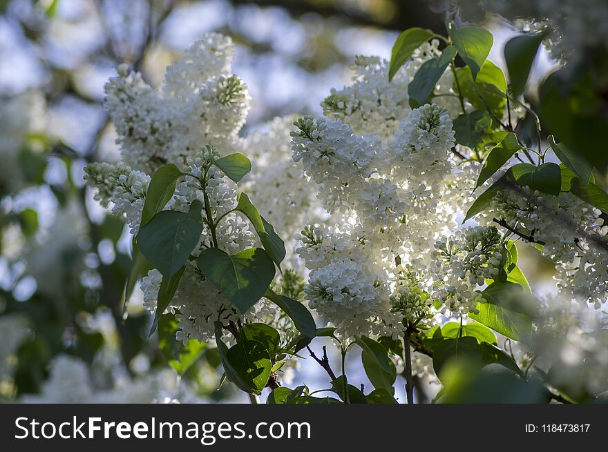 Syringa vulgaris flowering plant in the olive family oleaceae, deciduous shrub with group of white flowers and green leaves