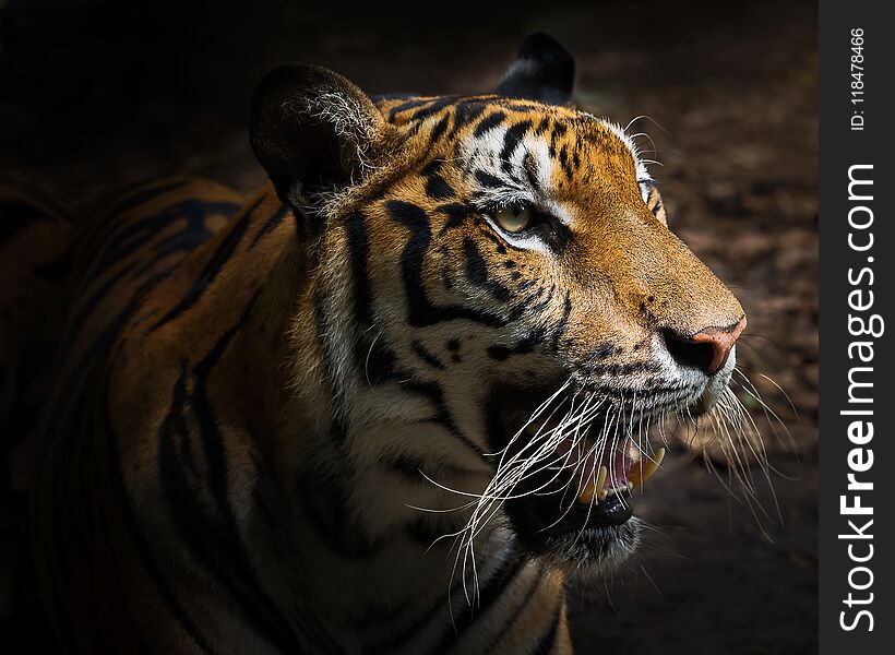 Close Up Tiger.