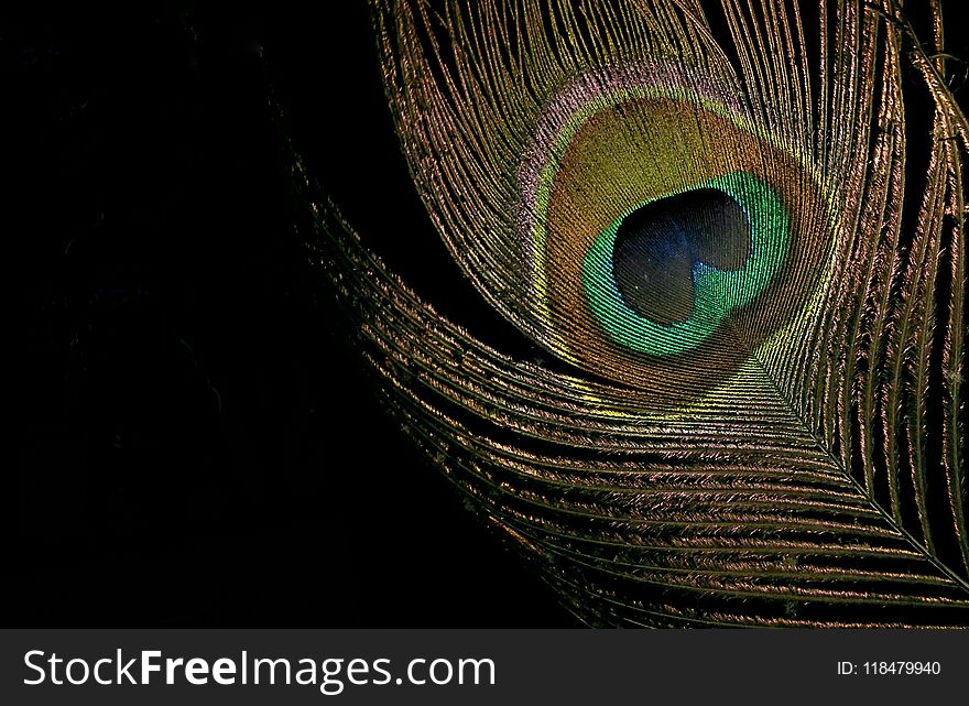 Colorful peacock feather with black background.
