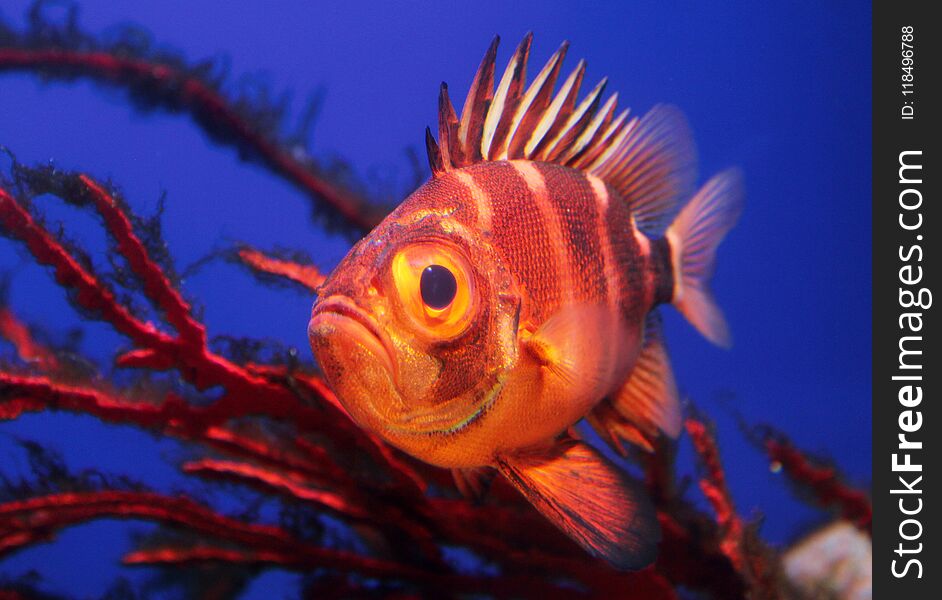 Red Soldierfish underwater close up
