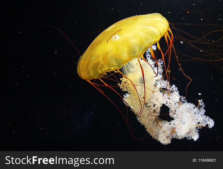 The Atlantic Sea Nettle Chrysaora Quinquecirrha, Or East Coast