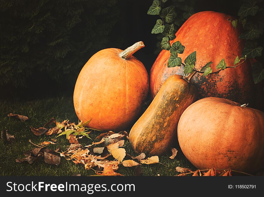 Pumpkins Decoration