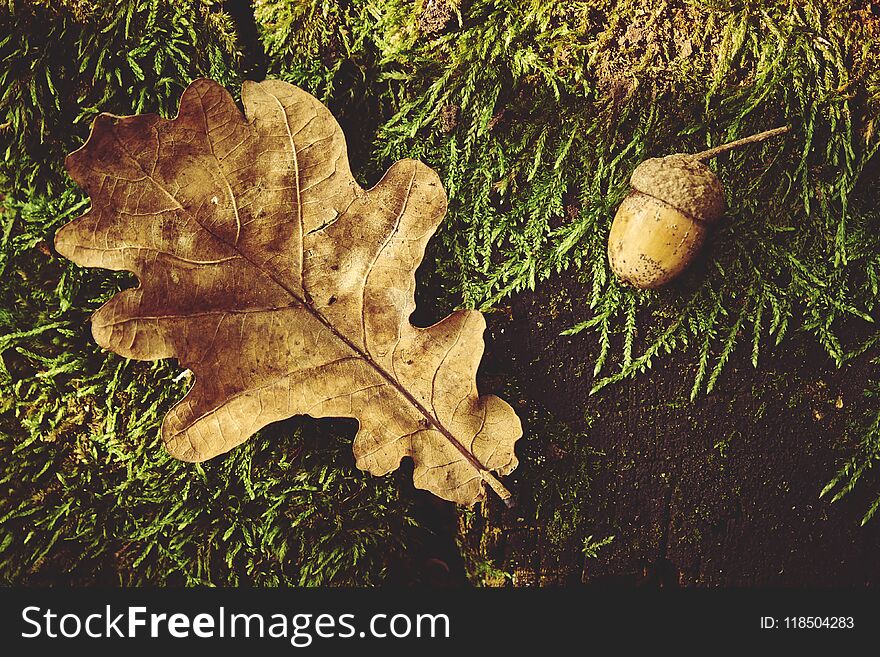 Autumn background Photo with acorn and leave.