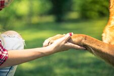 Woman Hold Dog Paw,friendship And Love Concept Stock Image