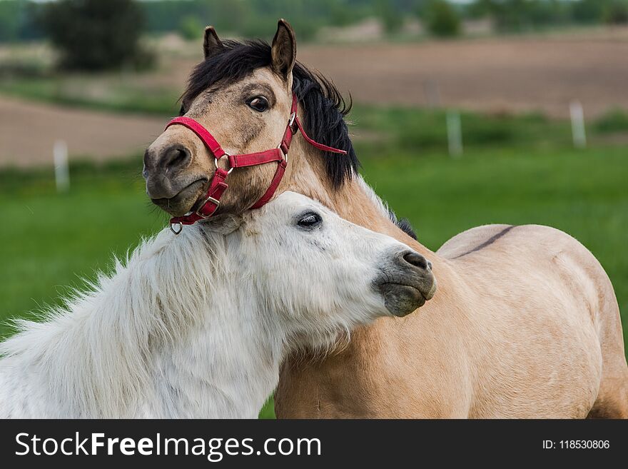 Two young horses sharing love