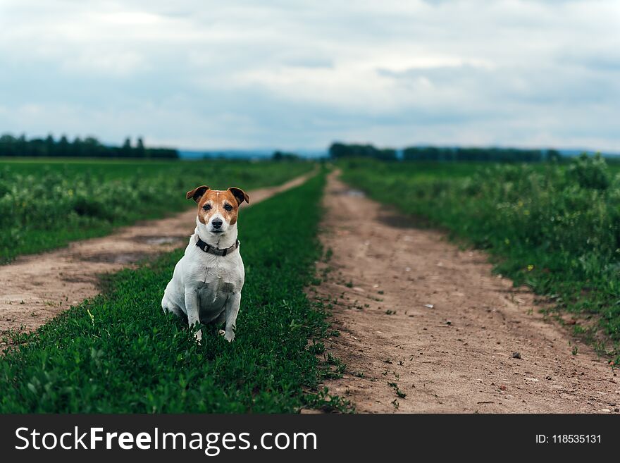 Jack russel terrier on field road Happy Dog with serious gaze