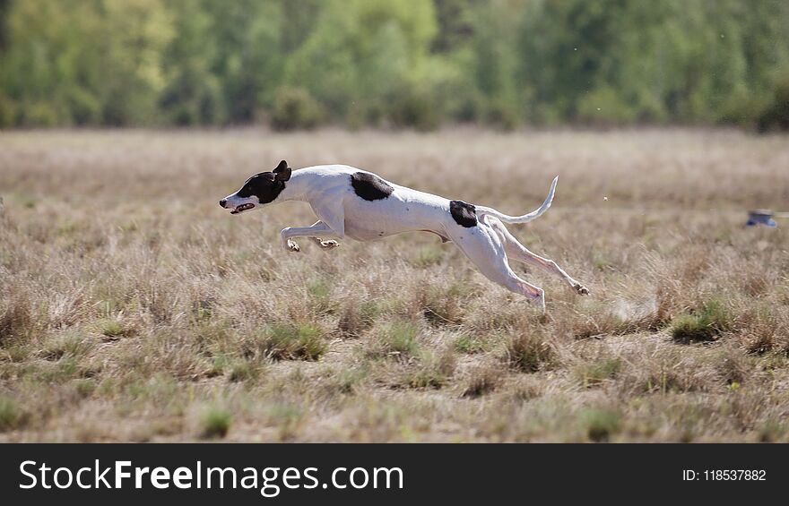 Coursing training. Whippet Dog running on the field