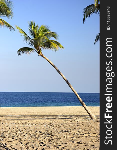 A slanty palm tree by the water on a white sandy beach. A slanty palm tree by the water on a white sandy beach