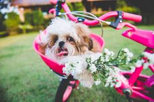 Free A Little Cute Dog On The Wheel. Royalty Free Stock Photography - 118544507