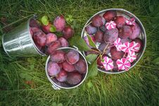 Harvest Ripe Plums In A Bucket On The Green Grass. The View From The Top Stock Photography
