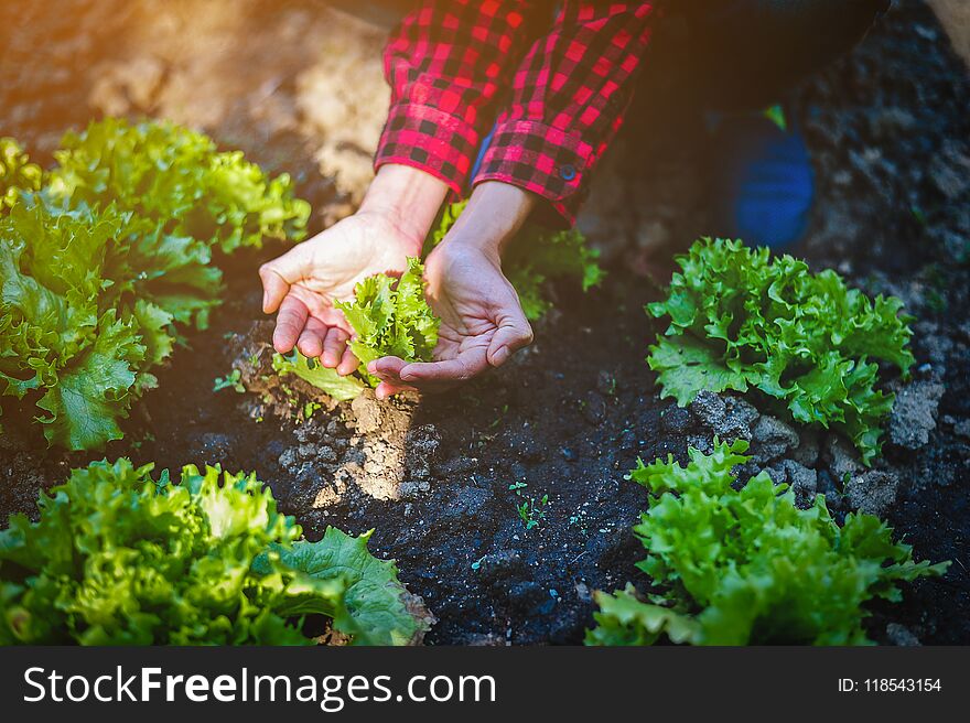 Hands and seedlings Create a small value.