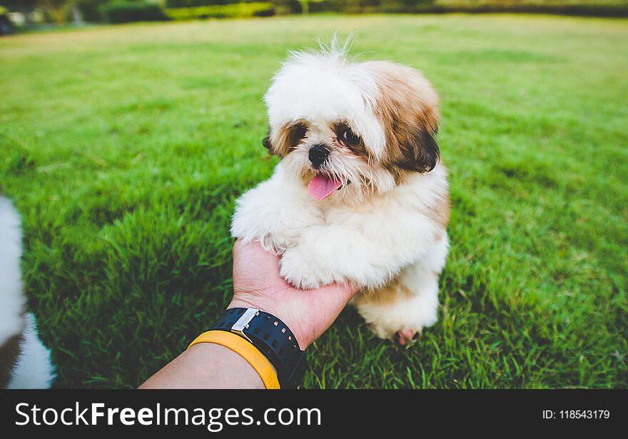 The dog likes to run in the lawn. The dog likes to run in the lawn.