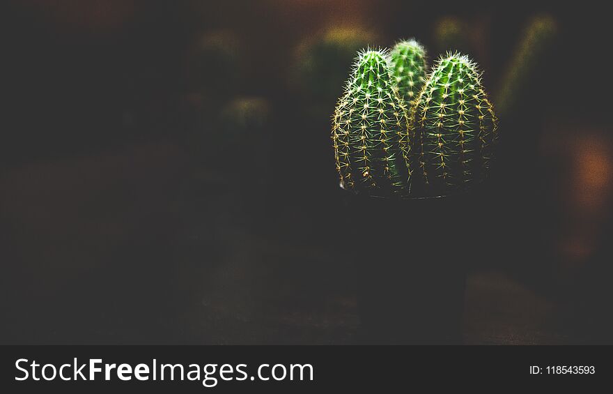 Our Cactus Loves Black.