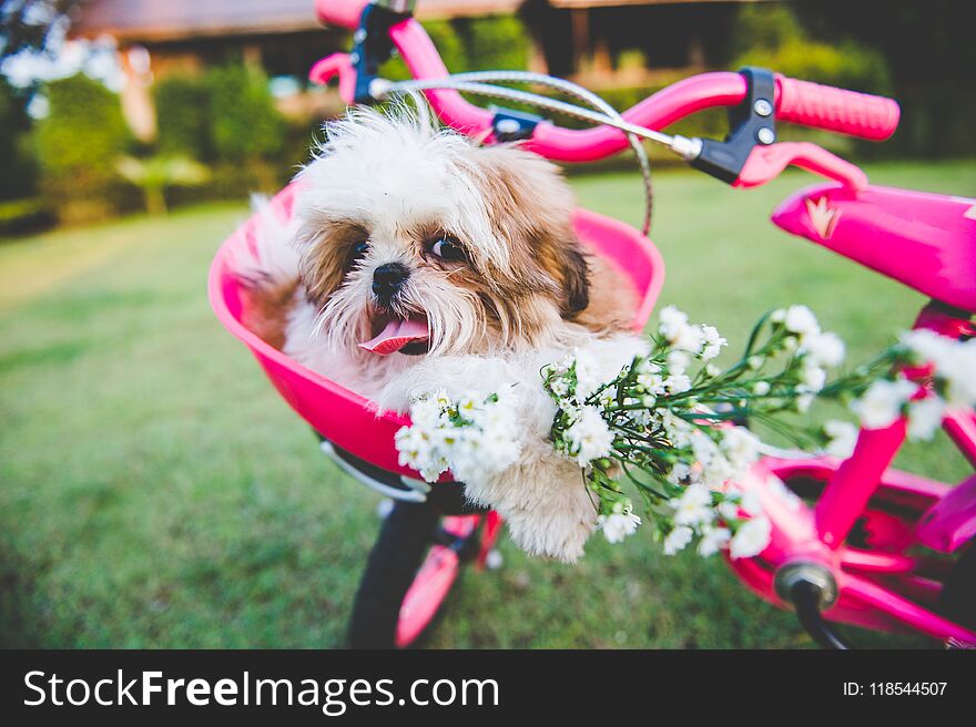 A little cute dog on the wheel.