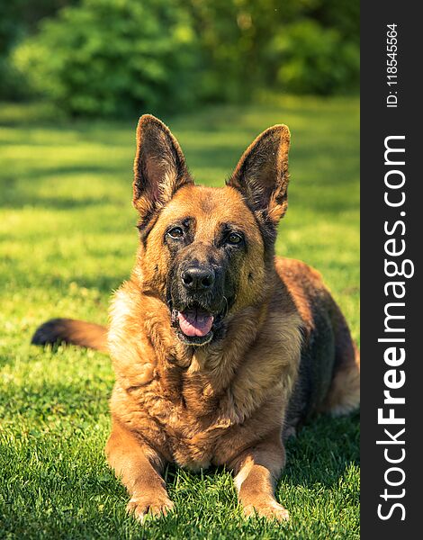 German Shepherd Dog Laying Down On Grass