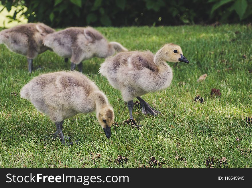 Shallow Focus Photography of Brown Ducklings