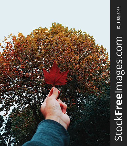 Person Holding Red Maple Leaf