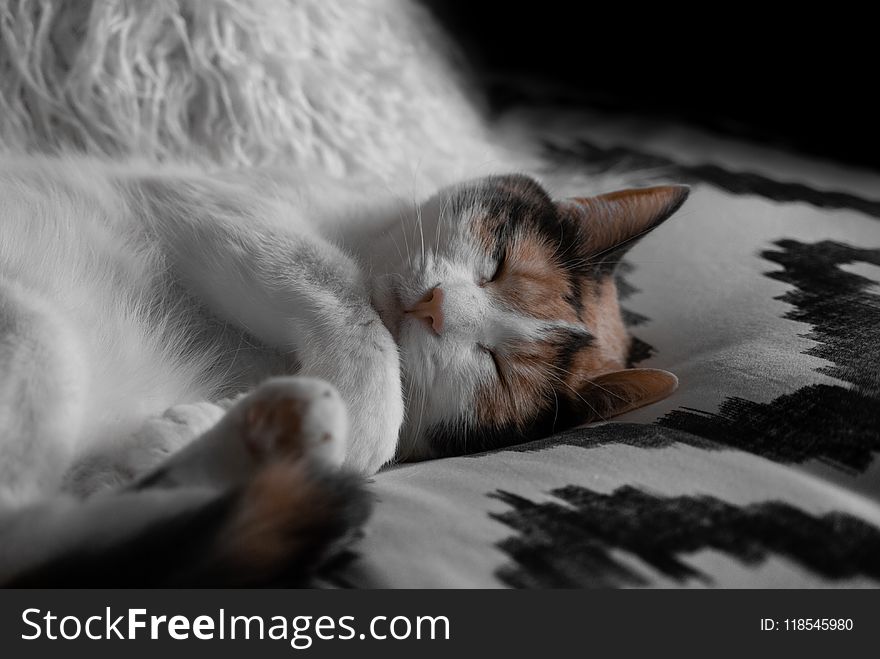 Short-furred White and Brown Cat Lying on Gray and Black Sheet