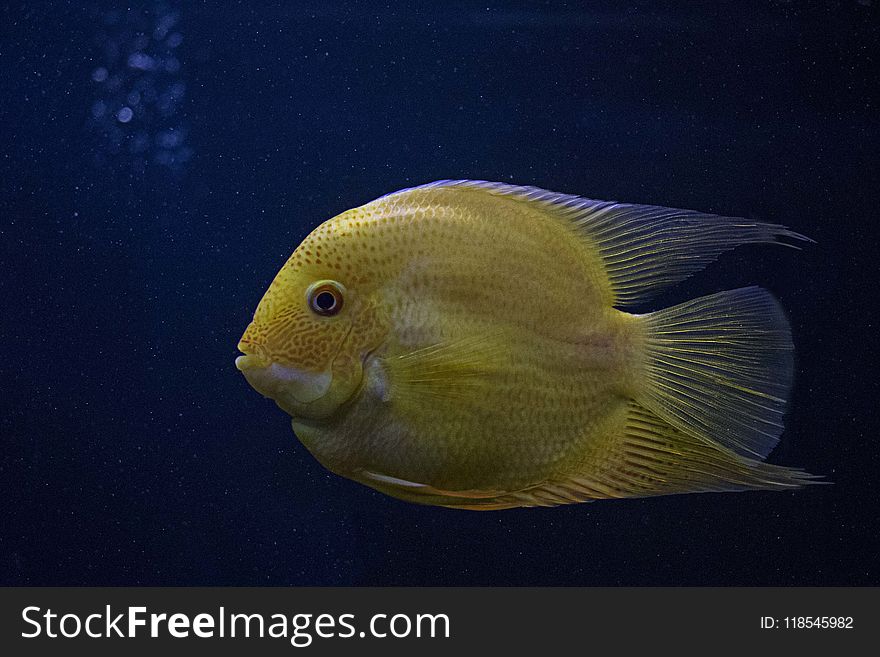 Yellow Fish in Close-up Photography