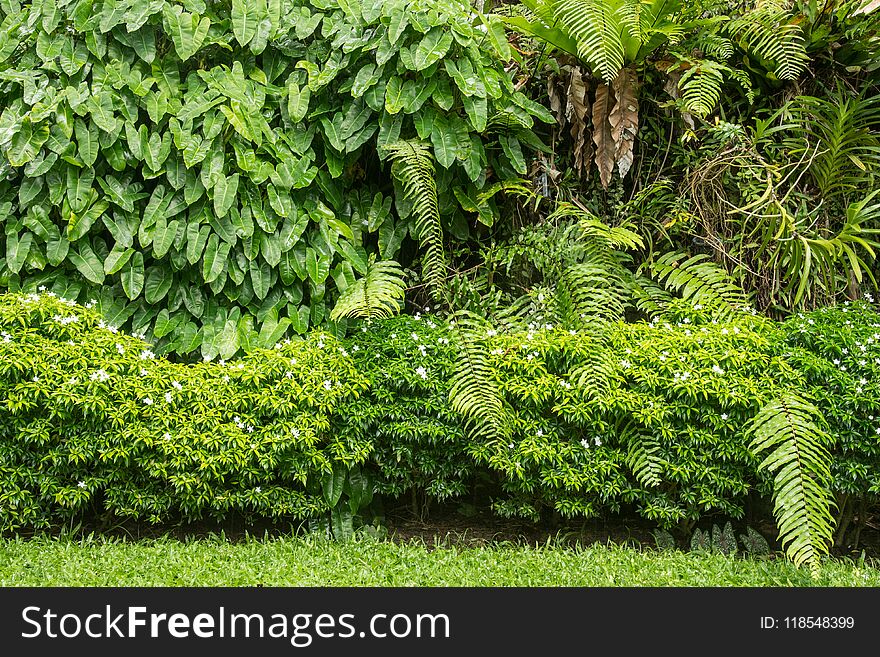 Wooden decking and plant garden decorative. Wooden decking and plant garden decorative.