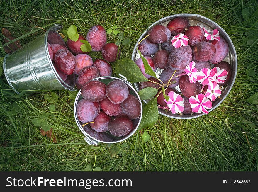 Harvest Ripe Plums In A Bucket On The Green Grass. The View From The Top