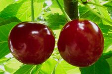 Ripe Red Sour Cherries On A Tree Branch With Green Leaves Royalty Free Stock Image