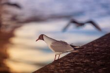 White Seagull Sits On A Stone Pier Against The Backdrop Of A Reflection In The Water Of Sun Rays At Sunset Stock Photography White Seagull Sits On A Stone Pier Against The Backdrop Of A Reflection In The Water Of Sun Rays At Sunset Stock Photography