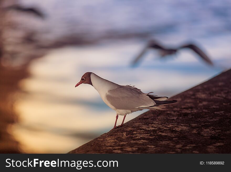 White seagull sits on a stone pier against the backdrop of a reflection in the water of sun rays at sunset