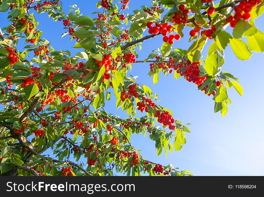 Red cherries on the tree against blue sky. Red cherries on the tree against blue sky