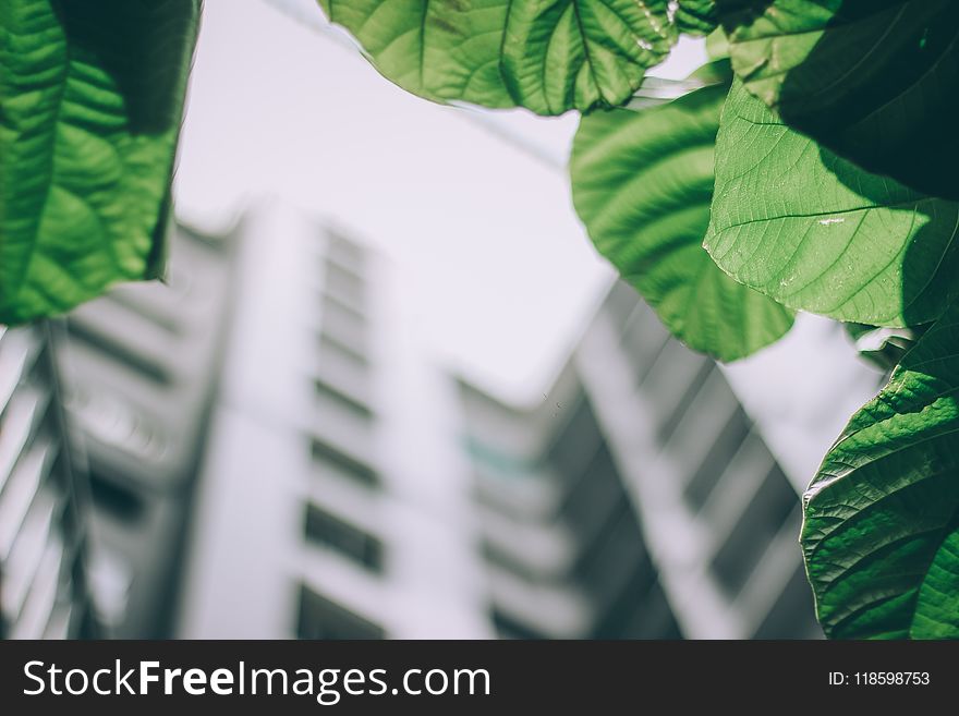 Shallow Focus Photo Of Leaves