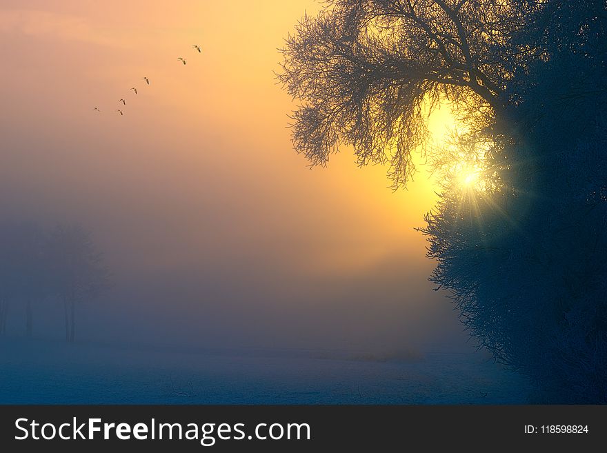 Birds, Bushes, Dusk