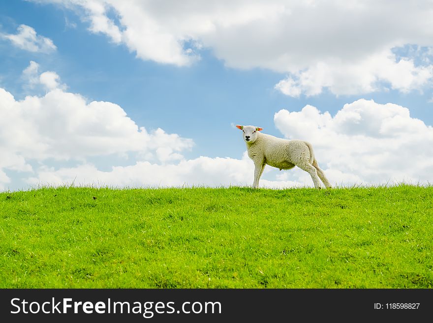 White Sheep on Green Grass Field