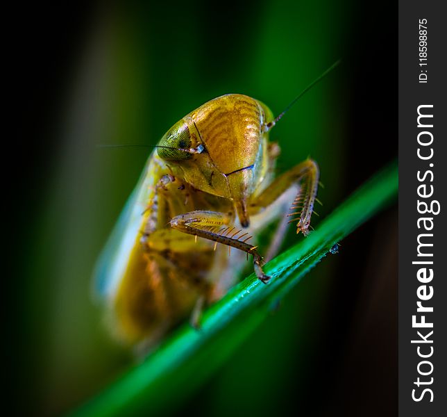 Macro Photography of Brown Insect