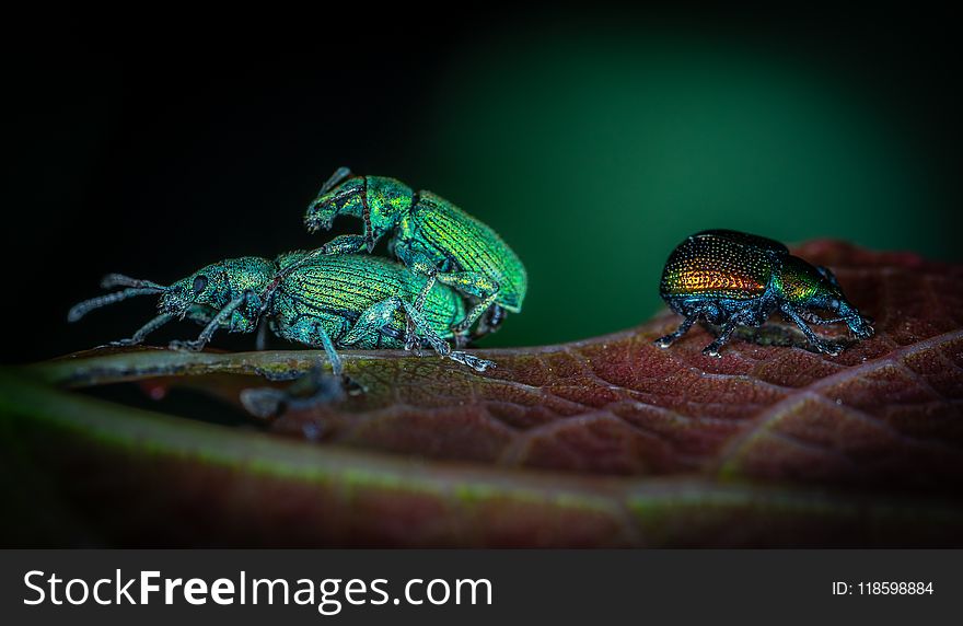 Animals, Antenna, Beetles
