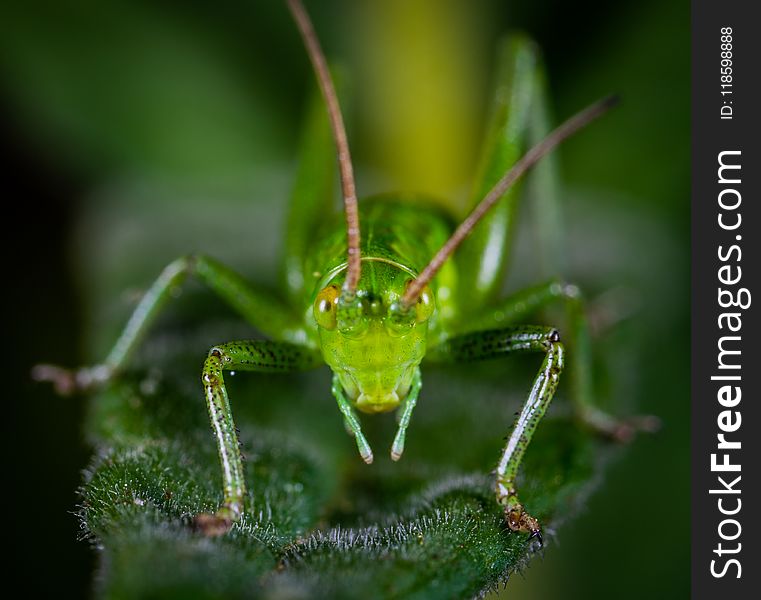 Animal, Antenna, Biology