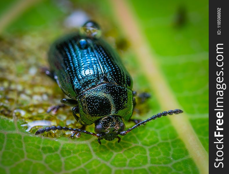 Animal, Antenna, Beetle