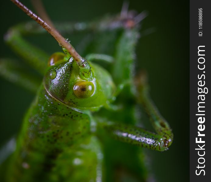 Animal, Antenna, Blurred