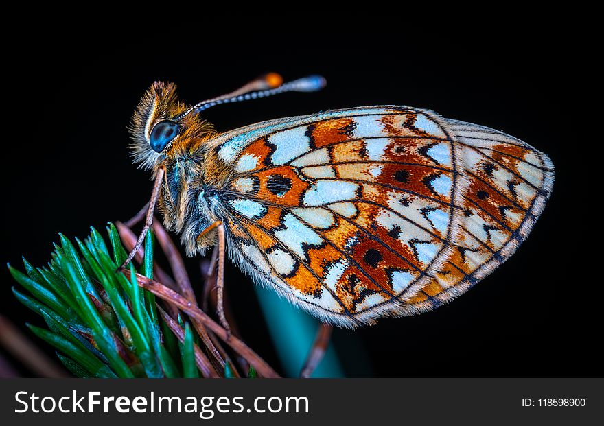 Animal, Antenna, Biology